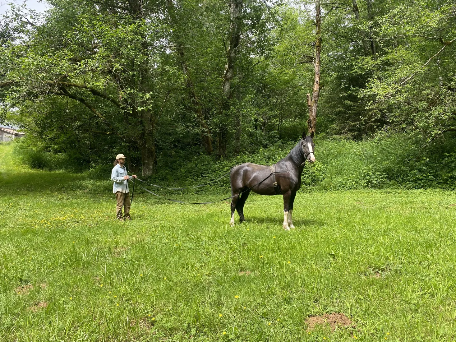 Adam working with a dark horse on a long line in a grassy setting