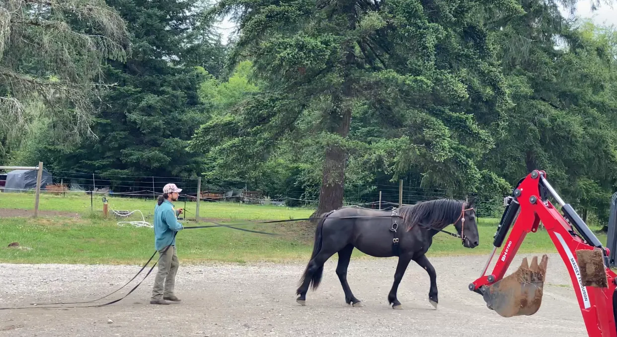 Horse working near tractor equipment during a supervised groundwork session