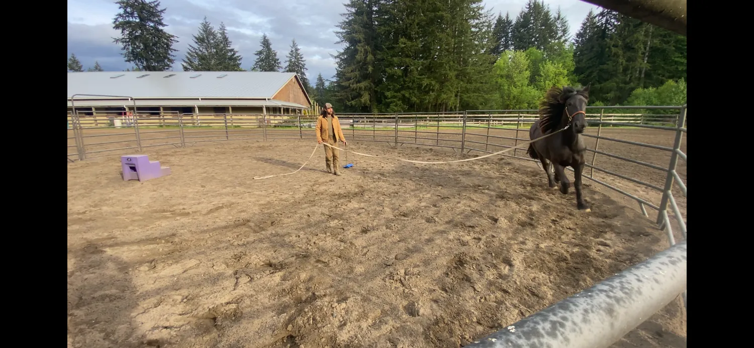Adam guiding a dark horse through groundwork in a round pen